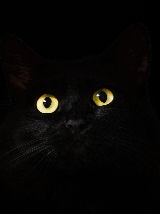 काला जादू वाला देश... जहां बॉडी पार्ट्स काटकर होते हैं ये टोटके, नेता भी इससे जीतते हैं चुनाव!