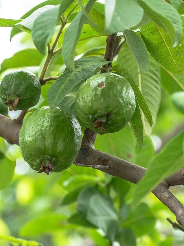 চুলকে পাকতে দেয় না পেয়ারা পাতা, কীভাবে ব্যবহার করবেন?