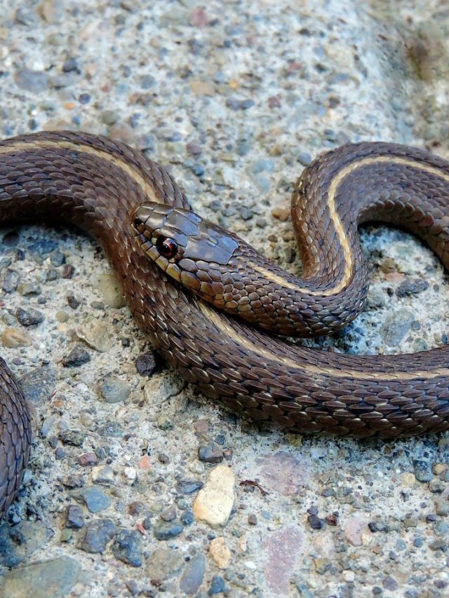 বাড়ির ভিতর লুকিয়ে আছে সাপ, কীভাবে বুঝবেন?