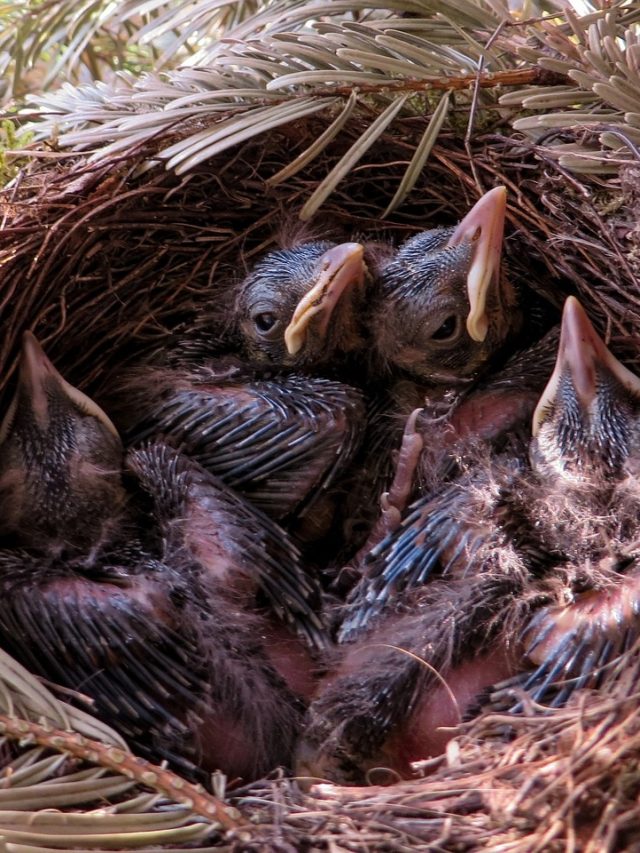 বাড়িতে এই পাখির বাসা বাস্তু দোষের লক্ষণ, ঘটে  অঘটন