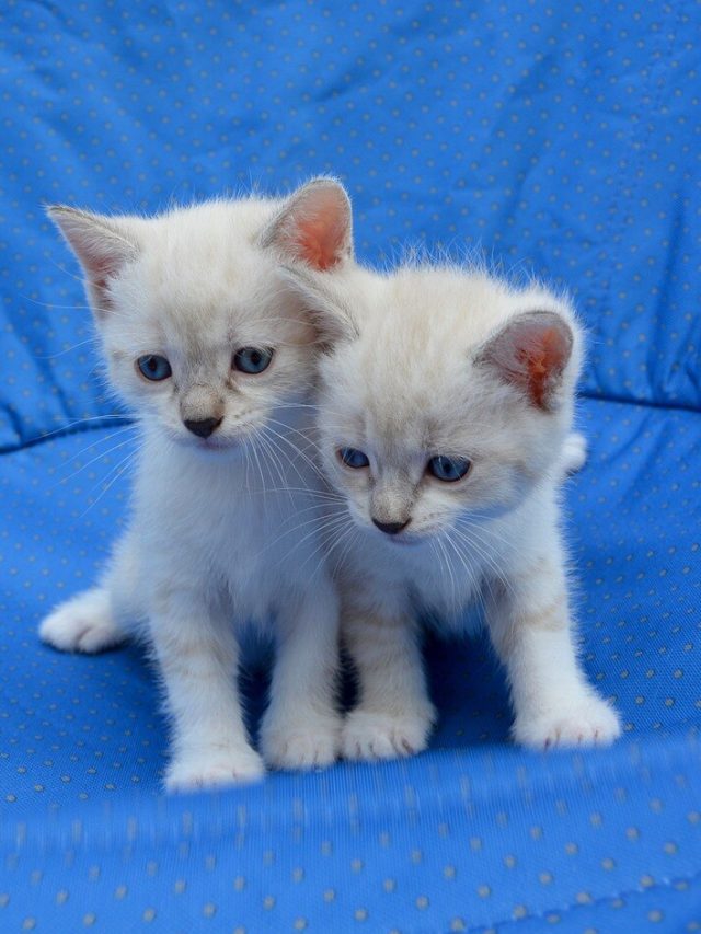 বাড়িতে বিড়াল বাচ্চা দিয়েছে,কীসের ইঙ্গিত? জেনে নিন