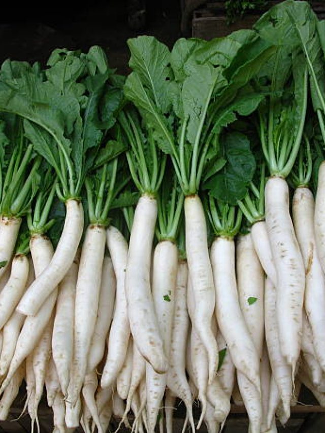 মুলো খেলে এসব বিরাট উপকার, এভাবে খেলে পেটে গ্যাস হবে না