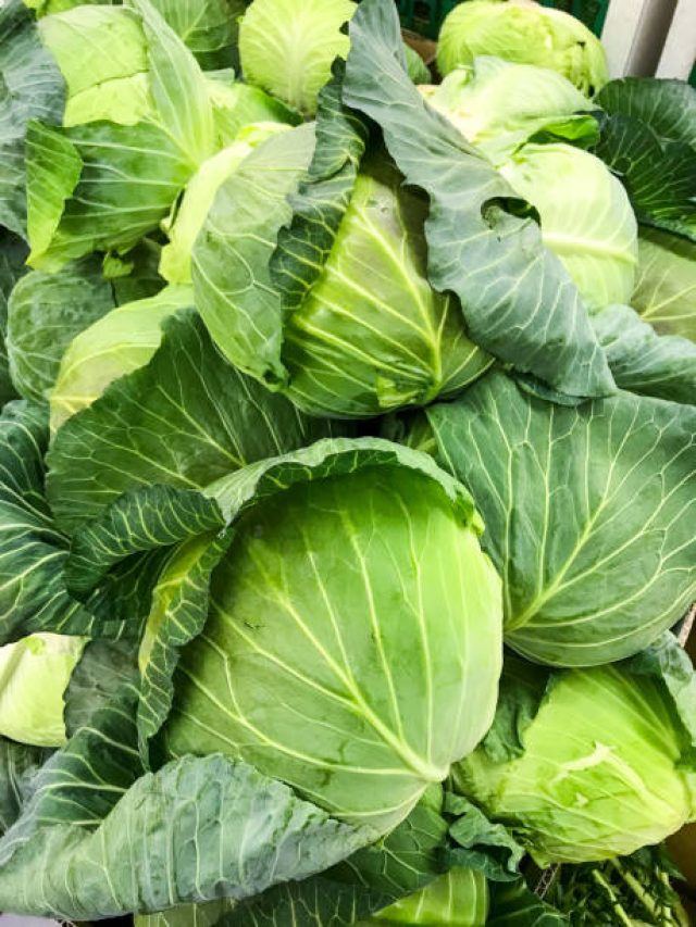 বাঁধাকপিতে থাকা কৃমি খাচ্ছে মাথার ঘিলু, কীভাবে রান্না করলে বাঁচবেন?