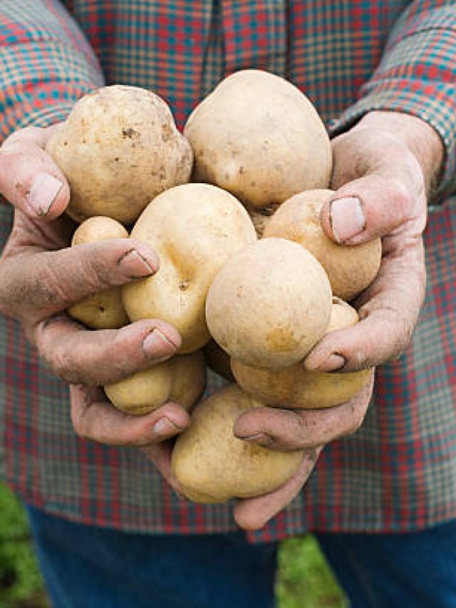 দেশের কোন জেলায় সবচেয়ে বেশি আলু উৎপাদন হয়? জেনে নিন