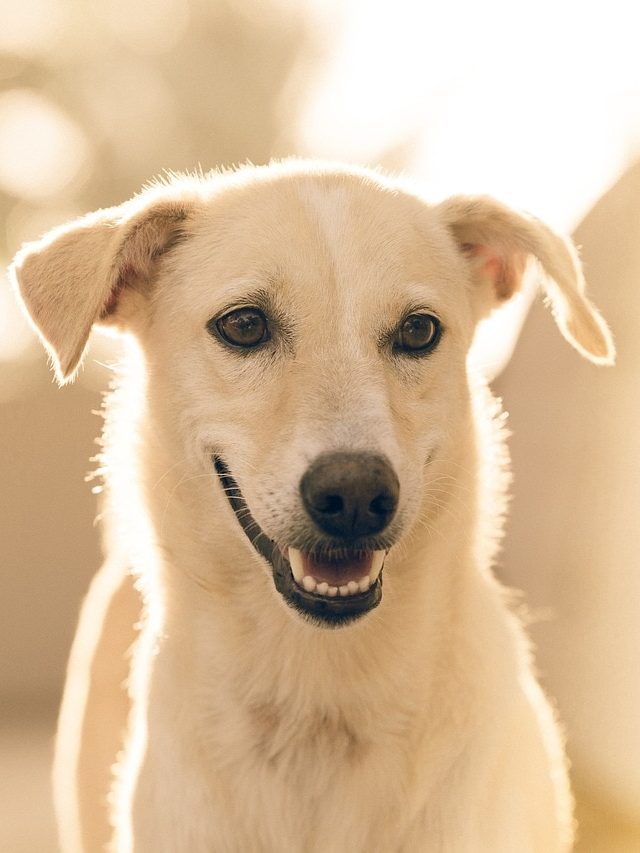 কুকুরের এই ৮ গুণ আয়ত্ব করুন, জীবনে সুখই-সুখ