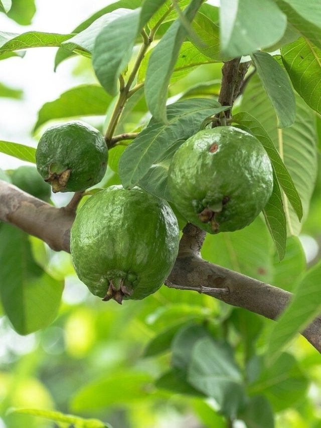 পেয়ারা গাছ বাড়ির ধারেকাছে থাকলে কী হয়? জানুন বাস্তু মত...