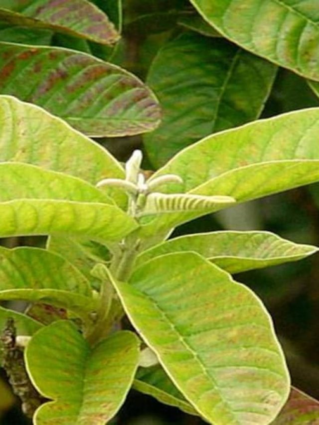 अमरूद के पत्तों से बना ड्रिंक घटाएगा वजन, डायबिटीज के मरीजों के लिए भी फायदेमंद