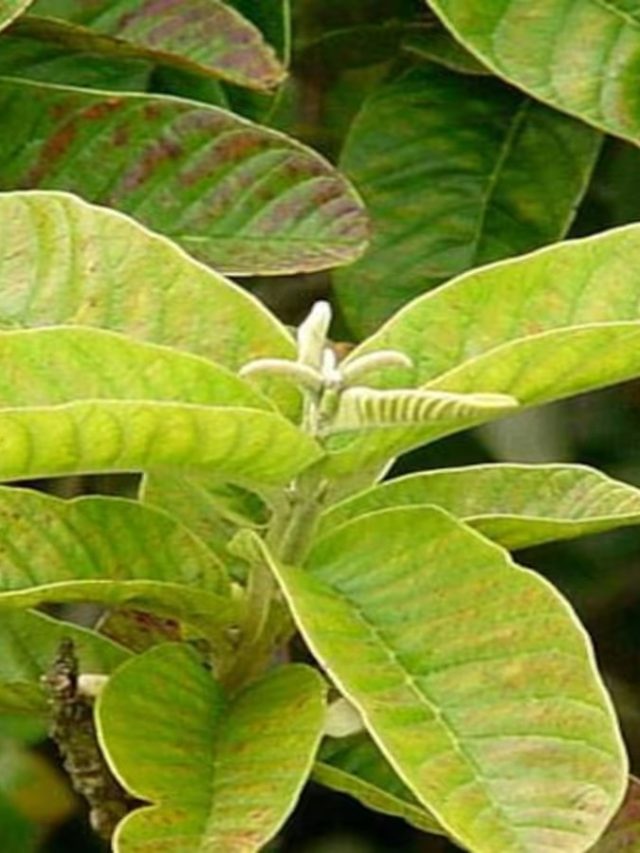 ডায়াবেটিসে দাওয়াই- ওজন কমায়! পেয়ারা পাতার রস খেলে এসব হয়