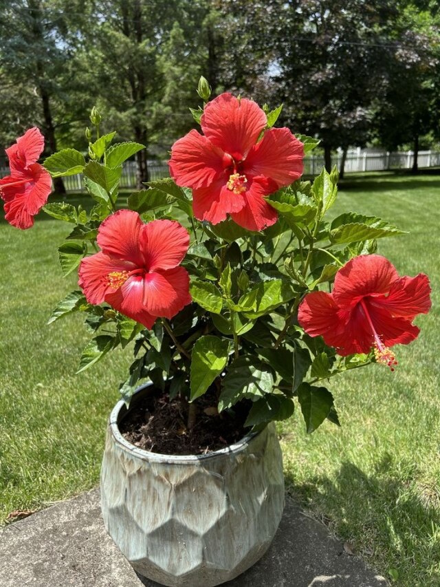 गमले में ऐसे उगाएं गुड़हल का पौधा, खूब खिलेंगे फूल...बढ़ जाएगी बगीचे की खूबसूरती