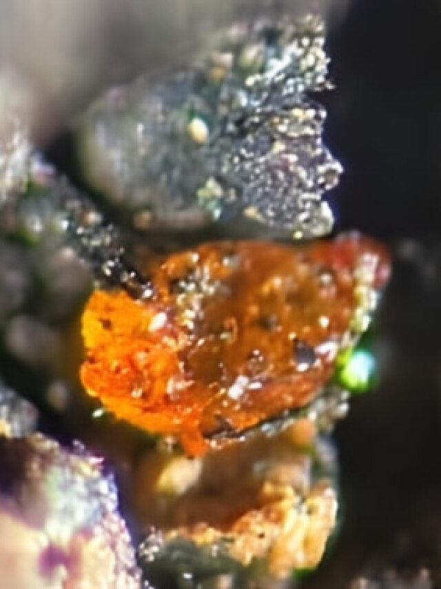 “Antarctica’s icy secret’: Amber proves Earth’s frozen south was actually a rainforest!