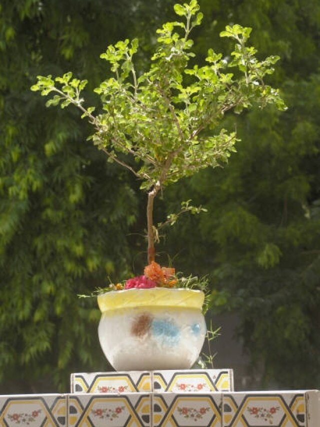 नए साल पर घर में लगाएं ये पौधे, धन दौलत की होगी बेशुमार बरसात