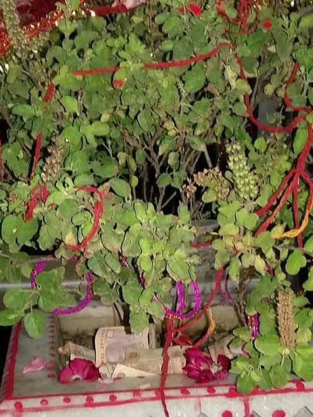 नए साल के पहले दिन तुलसी में बांध दें ये एक चीज, भर जाएंगी पैसों से तिजोरियां