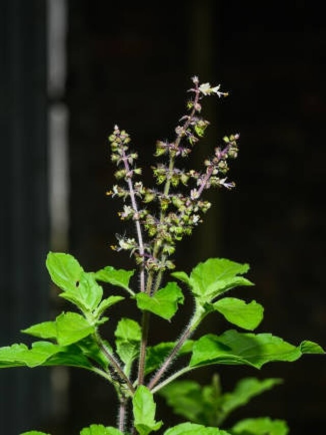 तुलसी पूजन दिवस कल, इस दिन भूलकर भी न करें ये 5 गलतियां