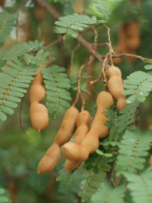 बीज से गमले में उगाएं इमली का पौधा, बेहद आसान है पूरा प्रोसेस