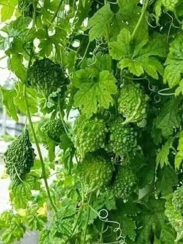 सर्दियों में आसान तरीके से गमले में उगाएं करेले का पौधा, ये है पूरा प्रोसेस