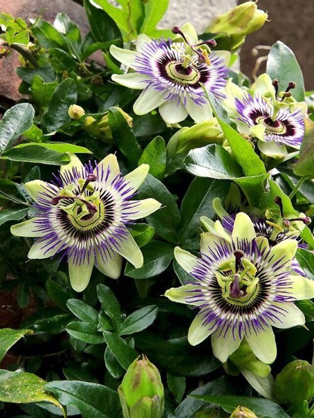 गमले में उगाएं कृष्ण कमल के फूल का पौधा, बेहद आसान है प्रोसेस