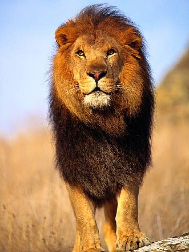 शेर से सीखना चाहिए ये खास गुण, जीवन भर करोगे तरक्की
