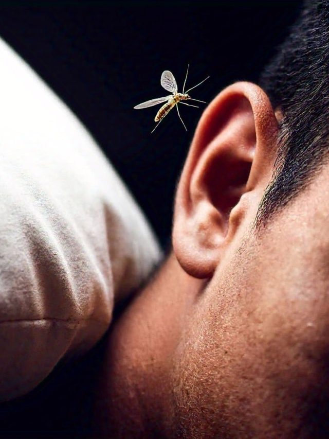 सोते वक्त कान के पास ही क्यों भिनभिनाते हैं मच्छर? वजह जान चौंक जाएंगे