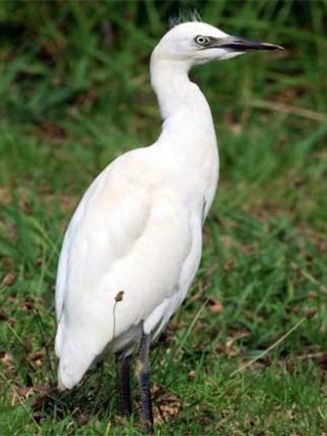 বক পাখির এই গুণ শিখে নিন, সফলতা আসতে বাধ্য, বলছেন চাণক্য