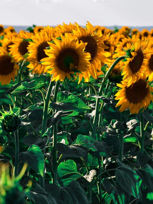 বাড়ির সূর্যমুখী ফুল খিলখিলিয়ে ফুটবে, এই বিশেষ জল করুন স্প্রে