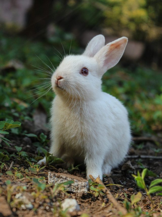 খরগোশের মতো অফুরন্ত 'এনার্জি', ফুরফরে থাকবেন; শীতে দেদার খান এই সবজি