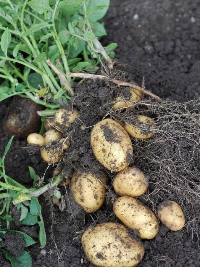 आलू की फसल को पाले से बचाने में काम आएंगे ये टिप्स, खूब बढ़ेगी पैदावार