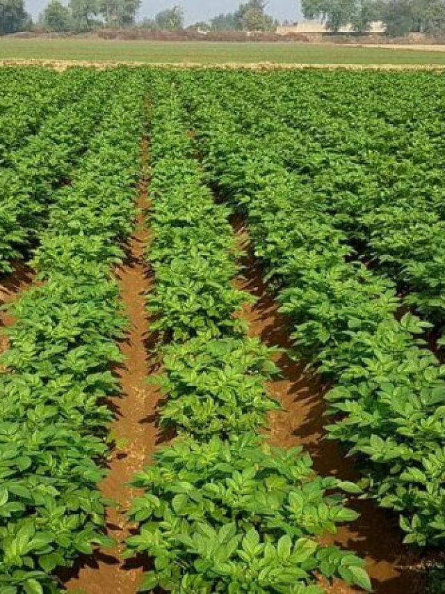 দাম মাত্র ২০ টাকা, এই সাদা তরলটি স্প্রে করলে আলু গাছে ধসা লাগবে না