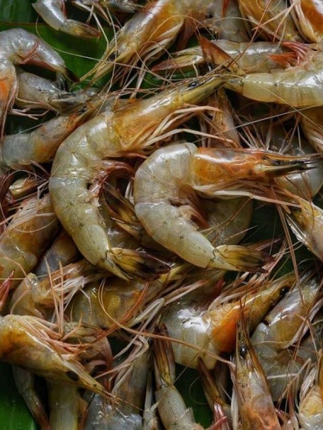 চিংড়িকে বাঙালরা কী নামে ডাকে জানেন? জানালেন পূর্ববঙ্গীয়রাই