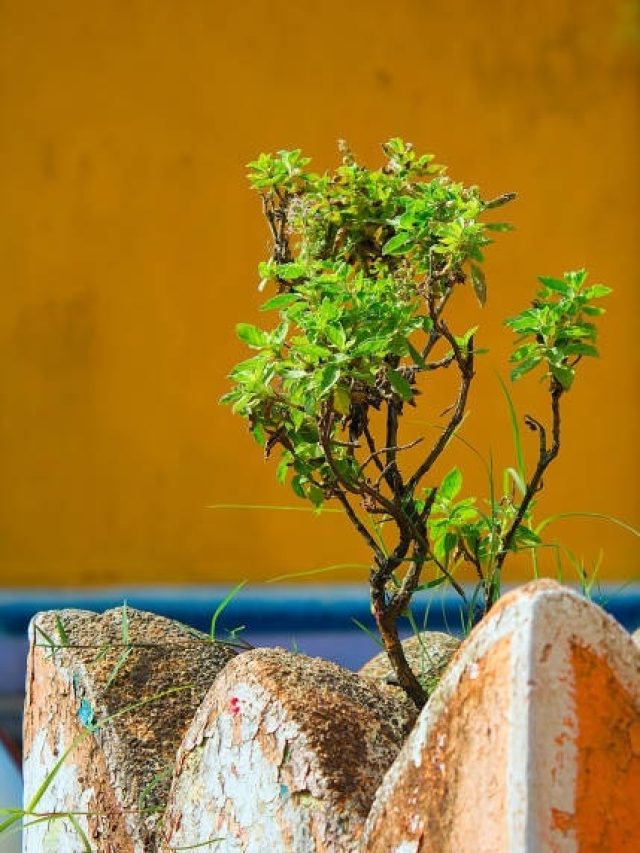 रात में रोजाना करें तुलसी से जुड़ा ये एक काम, पैसों से भर जाएगी तिजोरी