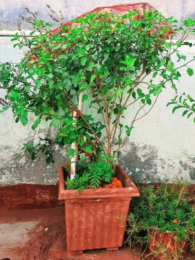 घर की इस दिशा में रख दें तुलसी का पौधा, कभी खाली नहीं होगी पैसों की तिजोरी