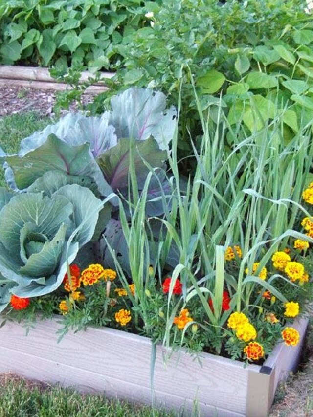 Quiz: फार्मिंग बेड योजना के तहत कौन से पौधे लगाए जा सकते हैं? दीजिए सही जवाब