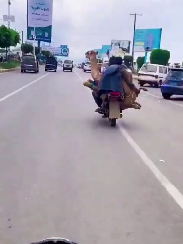 ऊंट को बाइक पर बैठाकर राइड पर निकले लड़के, चकराया राहगीरों का माथा, VIDEO