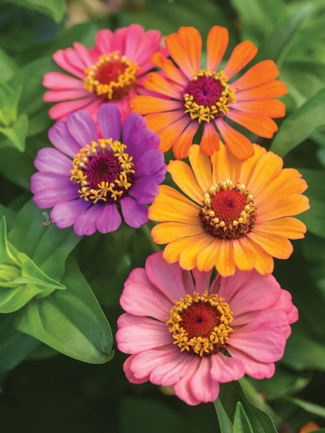 सर्दियों में भी रंग-बिरंगा रहेगा बगीचा, घर में लगाएं ये पौधा