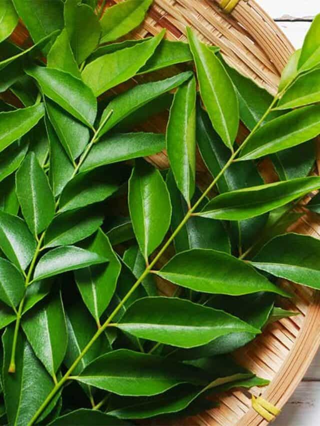 सूख रहा करी पत्ता का पौधा, तो काम आएगा ये एक अचूक उपाय