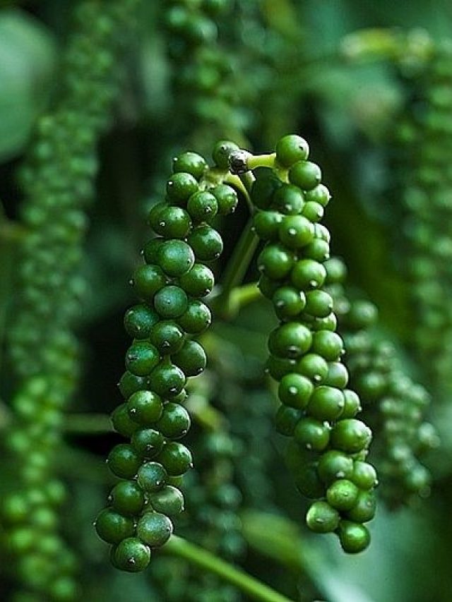 घर के गमले में उगा सकते हैं काली मिर्च! जानिए सबसे आसान तरीका