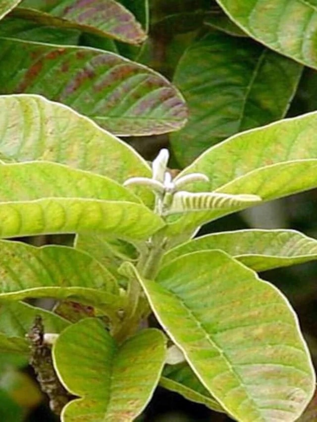 সকালে দাঁত মেজেই চিবিয়ে খান ২টে পেয়ারা পাতা, তাতেই রোগের খেলা শেষ