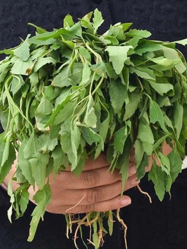 বাজারে গেলেই পাবেন,পুরুষদের 'পারফর্ম্যান্স' তুঙ্গে রাখে এই শাক