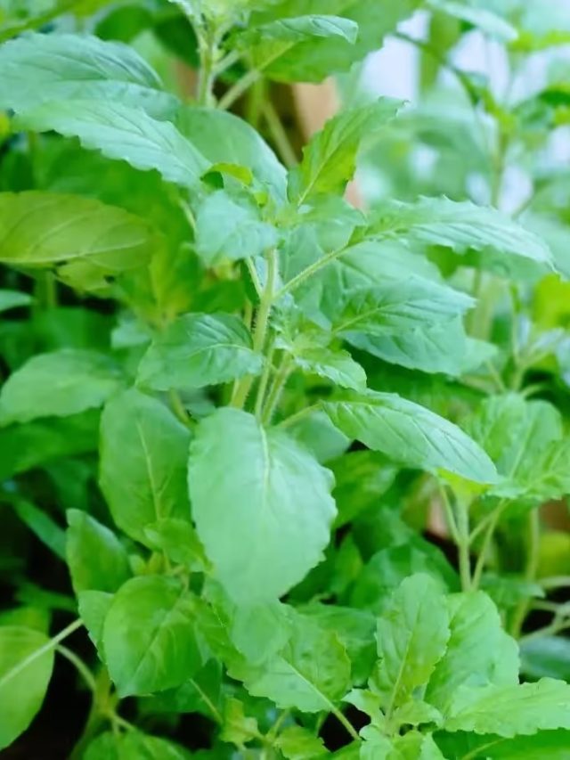 রাতে একগ্লাস জলে ফেলে দিন তুলসী পাতা, সকালেই মিলবে ফলাফল