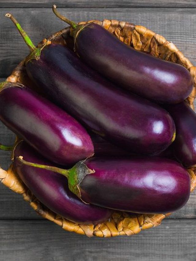 घर के गमले में ऐसे उगाएं बैंगन, महीनों तक मिलेगी टोकरीभर सब्जी...