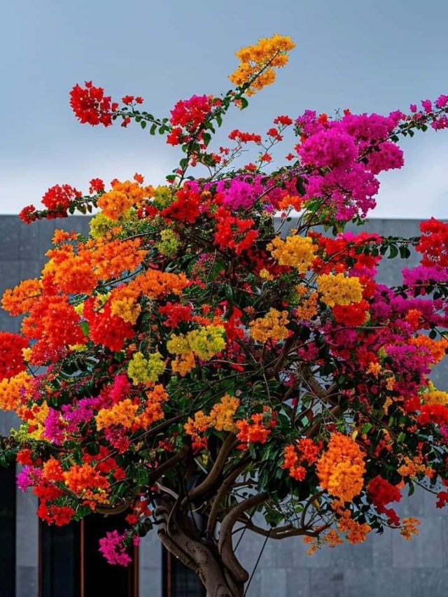 বোগেনভিলিয়ার নাম 'বাগানবিলাস' রাখেন এই বাঙালি, আপনি জানেন?