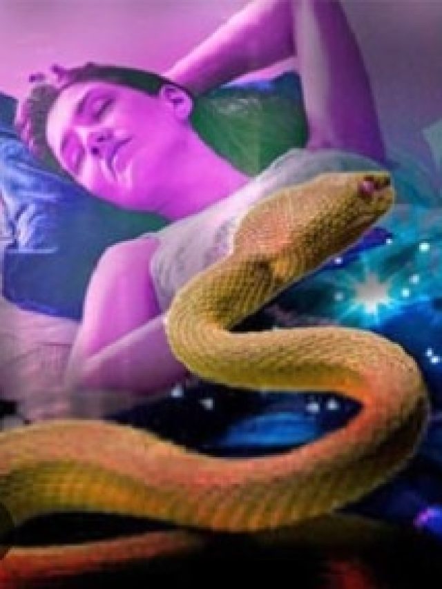 স্বপ্নে সাপ দেখা বড় প্রাপ্তির ইঙ্গিত? স্বপ্নশাস্ত্র বলছে...