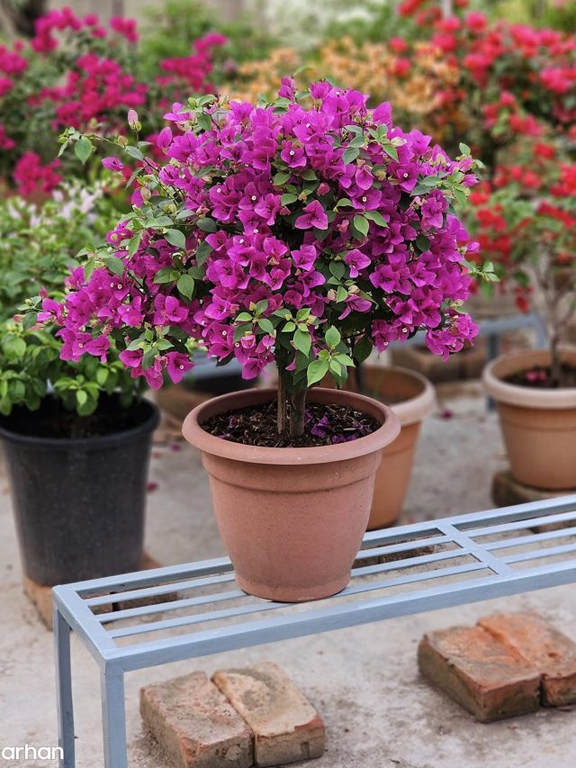 বুগেনভেলিয়ার কাটিং থেকেই নতুন গাছ তৈরি করুন, জানুন সঠিক পদ্ধতি