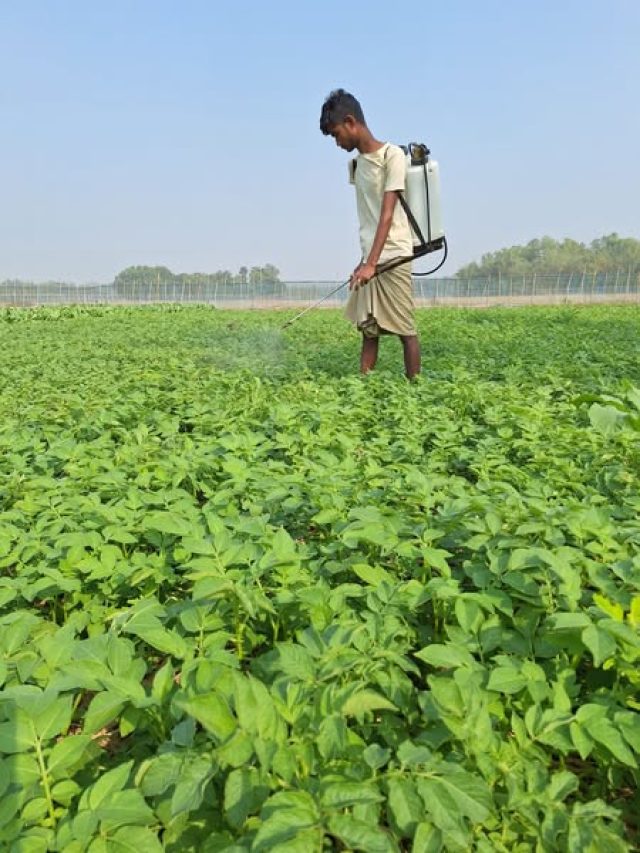 আলু গাছে দেশি মদ স্প্রে করছেন কৃষকরা, কী উপকার হয় জানেন?