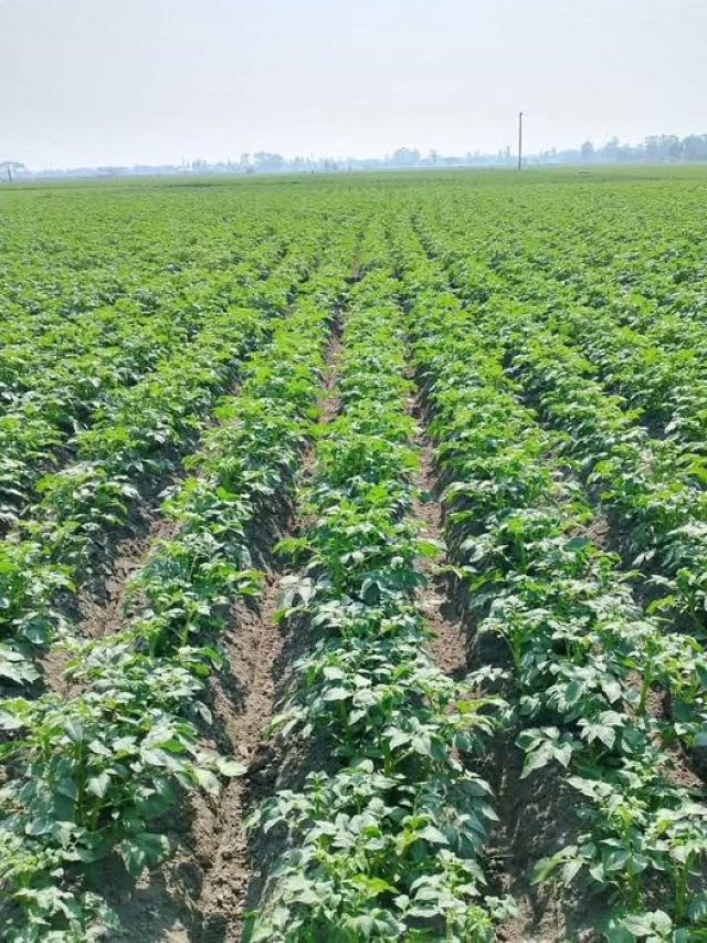 আলু জমিতে ধসা লাগলে প্রথমেই কী করবেন? জানুন কৃষি বিজ্ঞানীর টিপস