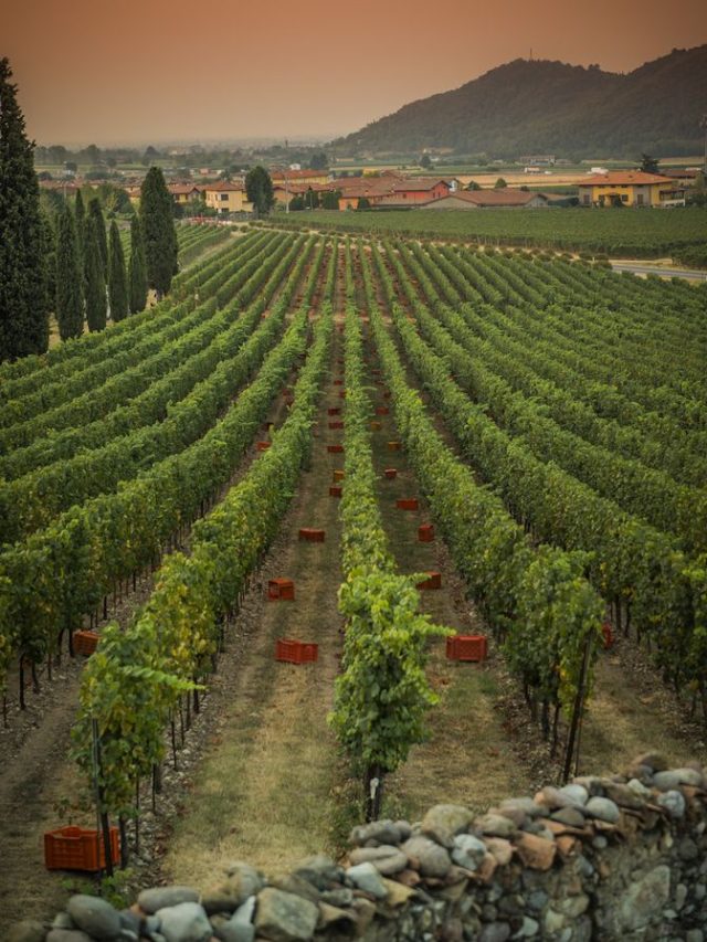 खेती से करना चाहते हैं तगड़ी कमाई! तो उगाएं ये 4 फसलें