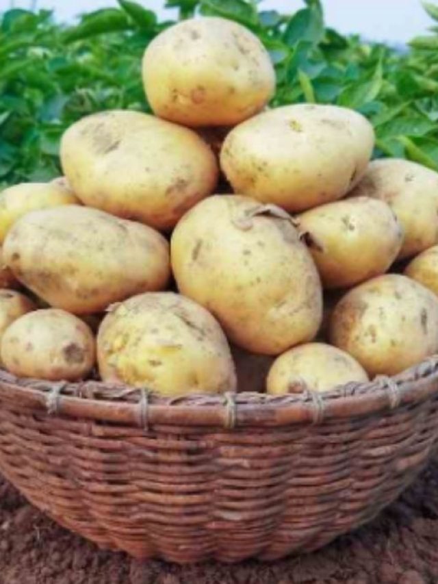 আলু সাইজে বাড়বে-ছালও মোটা হবে, সস্তার এই সার দিলেই কাজ