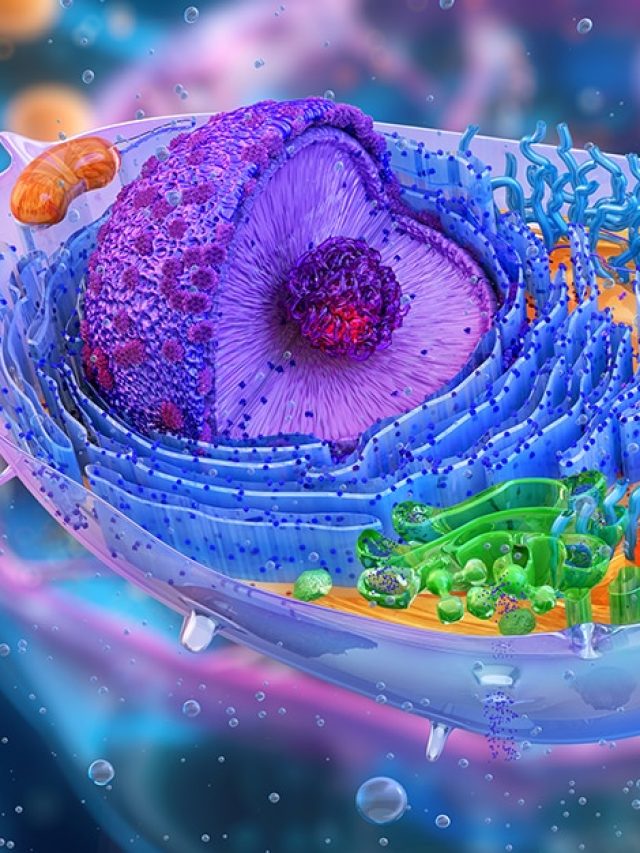 ‘Countdown to death found’: Tiny sphere in cells may dictate human lifespan