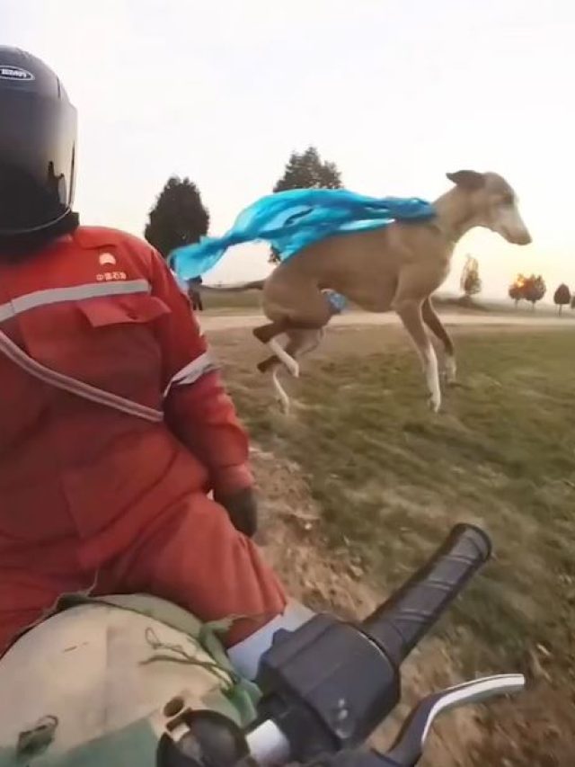 ये कुत्ता है या 'सुपरमैन'? रफ्तार ऐसी, मानो हवा में उड़ रहा हो