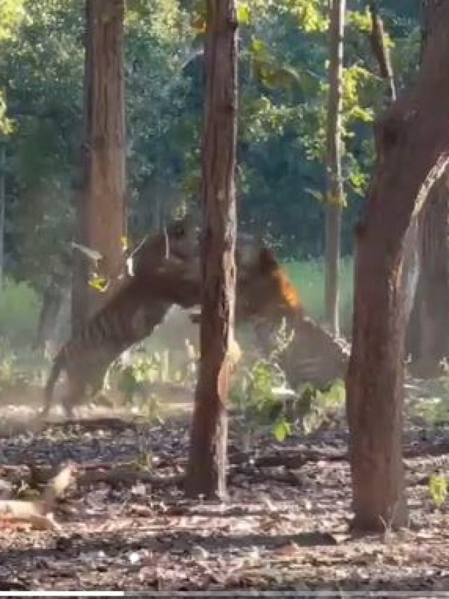 जब जंगल में भिड़ गए दो टाइगर, एक-दूसरे पर झपटे, जोरदार फाइट का Video वायरल