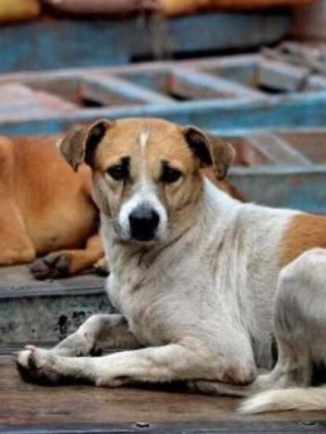 কুকুরকে রোজ খাবার দিচ্ছেন, এতে আপনার জীবনে কী প্রভাব পড়ছে জানেন?